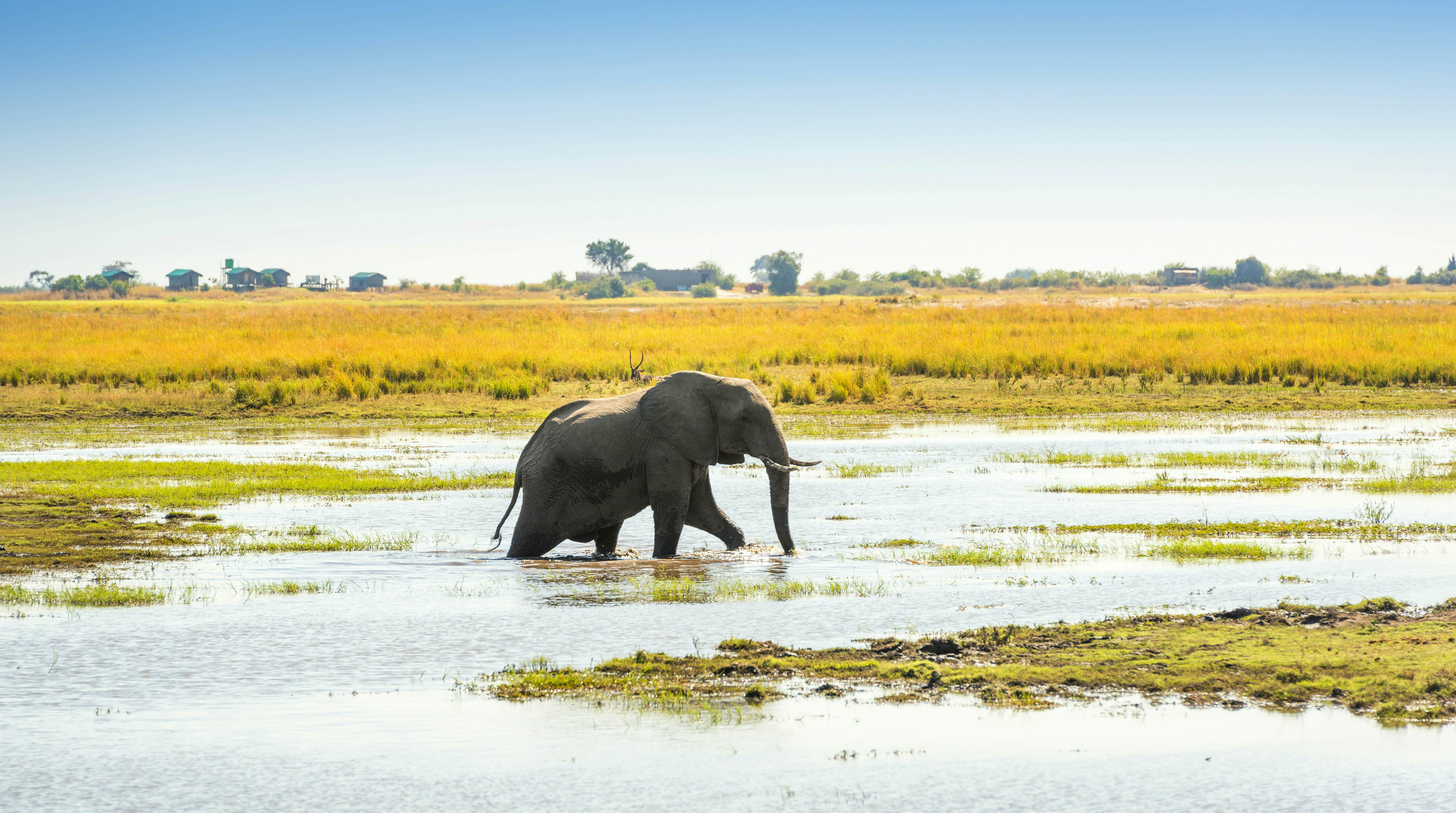 Elephant walking through the Chobe National Park, Botswana, Africa